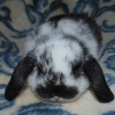Image pour l'annonce Lapin bélier nain
