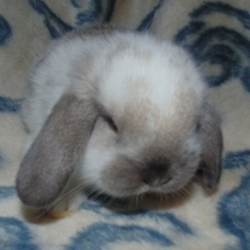 Image pour l'annonce Lapin bélier nain
