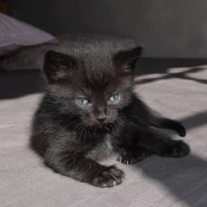 Image pour l'annonce Donne chatons