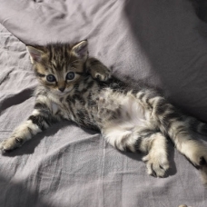 Image pour l'annonce Donne chatons