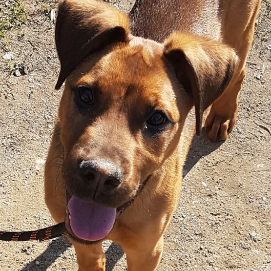 Image pour l'annonce Donne chiot boxer croise beauceron