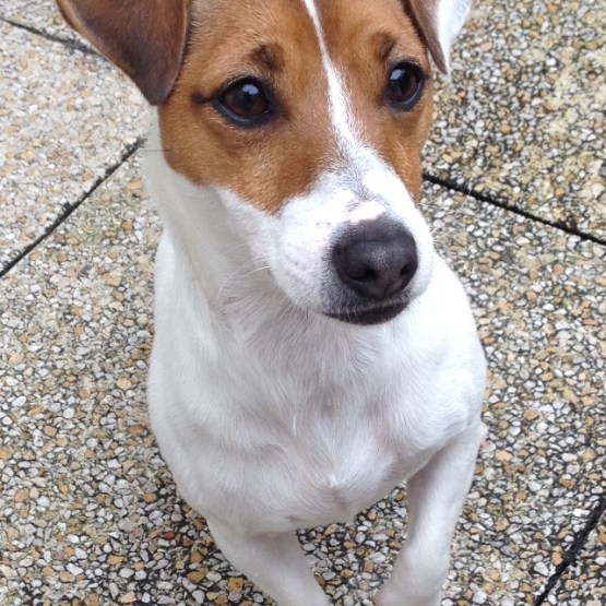Image pour l'annonce Donne Jack Russel femelle stérilisée