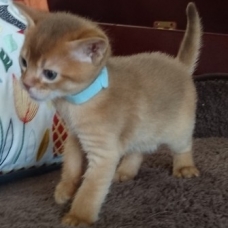 Image pour l'annonce Chatons Abyssins LOOF à réserver
