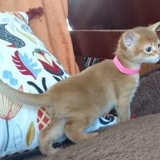 Image pour l'annonce Chatons Abyssins LOOF à réserver