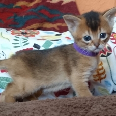 Image pour l'annonce Chatons Abyssins LOOF à réserver