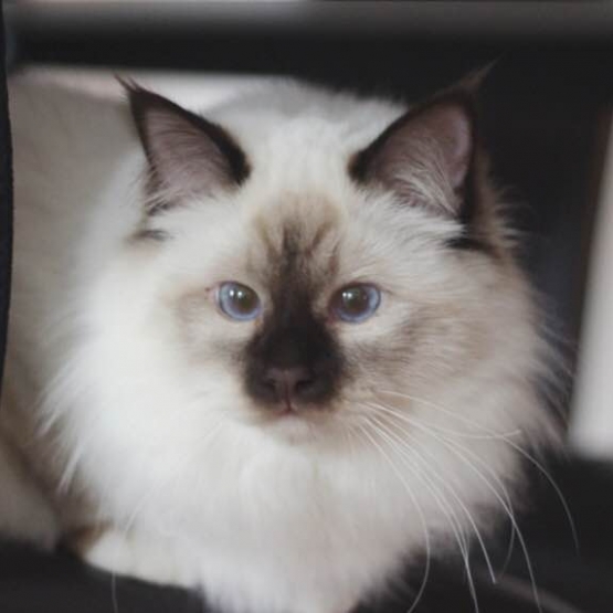 Image pour l'annonce Saillie Sacré de Birmanie