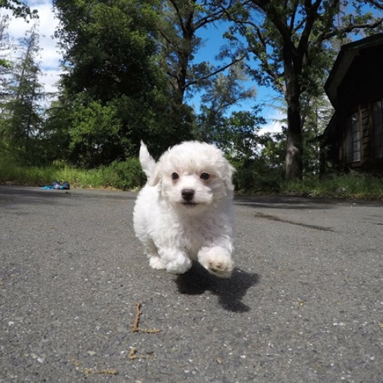 Image pour l'annonce Magnifique Chiots Bichon Maltais