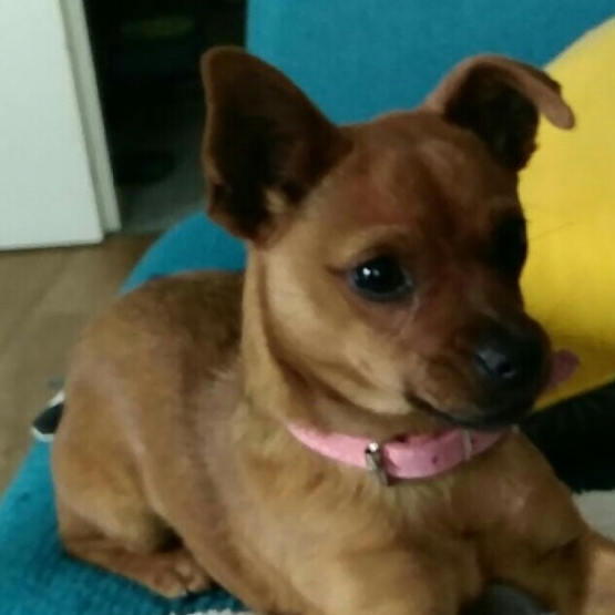 Image pour l'annonce Vends pinscher nain