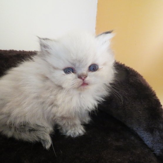 Image pour l'annonce Chaton persan femelle seal tabby point Loof