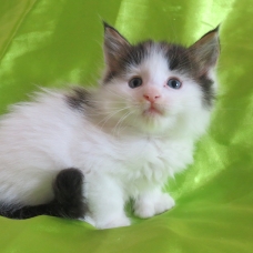 Image pour l'annonce Chatons Maine coon mâles et femelle Loof