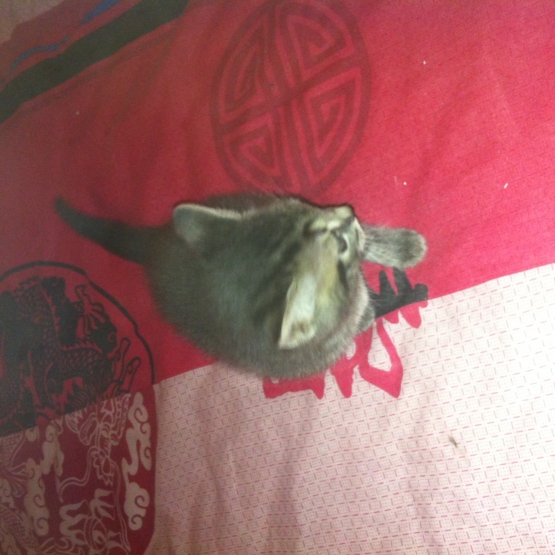 Image pour l'annonce Donne chatons