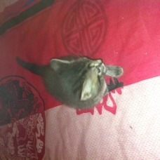 Image pour l'annonce Donne chatons
