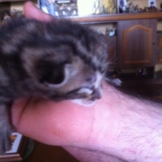 Image pour l'annonce Donne chatons