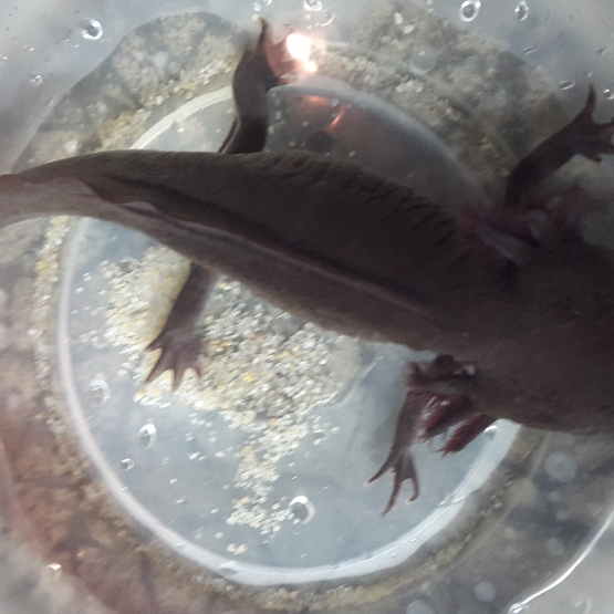 Image pour l'annonce Axolotl Mélanique marron