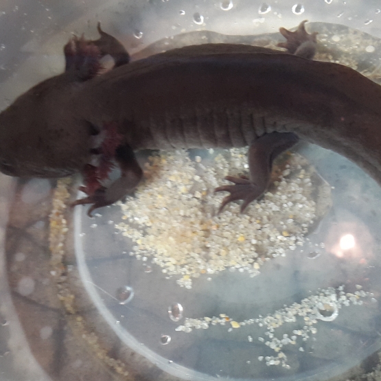 Image pour l'annonce Axolotl Mélanique marron