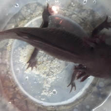 Image pour l'annonce Axolotl Mélanique marron