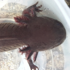 Image pour l'annonce Axolotl Mélanique marron