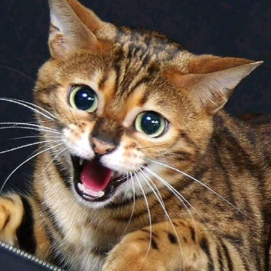Image pour l'annonce Chaton femelle Bengal f6 black silver