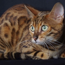 Image pour l'annonce Chaton femelle Bengal f6 black silver