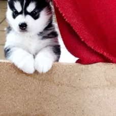 Image pour l'annonce Bébés Husky Sibérien