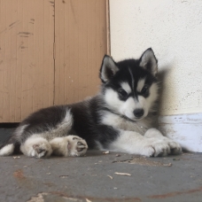 Image pour l'annonce Bébés Husky Sibérien