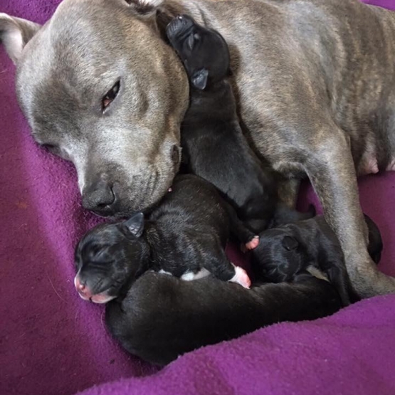 Image pour l'annonce Staffie/ staffy
