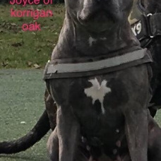 Image pour l'annonce Staffie/ staffy