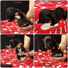Image pour l'annonce Staffie/ staffy