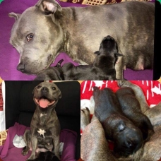 Image pour l'annonce Staffie/ staffy