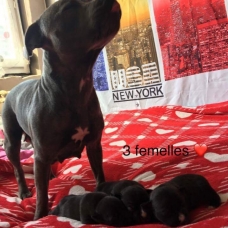 Image pour l'annonce Staffie/ staffy