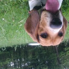 Image pour l'annonce Donne Beagle d'un an et demi