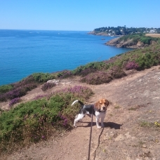 Image pour l'annonce Donne Beagle d'un an et demi