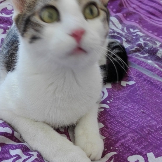 Image pour l'annonce A adopter via association Milane, jolie jeune chatte de 9 mois ok chats et chiens