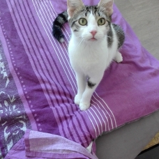 Image pour l'annonce A adopter via association Milane, jolie jeune chatte de 9 mois ok chats et chiens