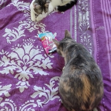 Image pour l'annonce A adopter via association Milane, jolie jeune chatte de 9 mois ok chats et chiens