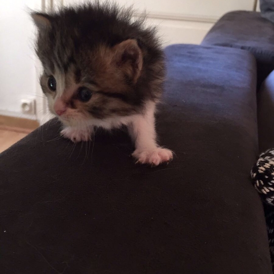 Image pour l'annonce Donner 3 chatons
