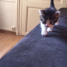 Image pour l'annonce Donner 3 chatons