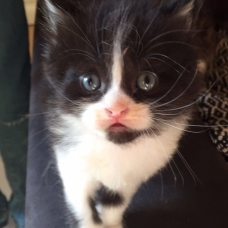 Image pour l'annonce Donner 3 chatons
