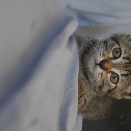 Image pour l'annonce Donne chaton femmelle
