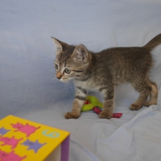 Image pour l'annonce Donne chaton femmelle