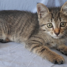 Image pour l'annonce Donne chaton femmelle