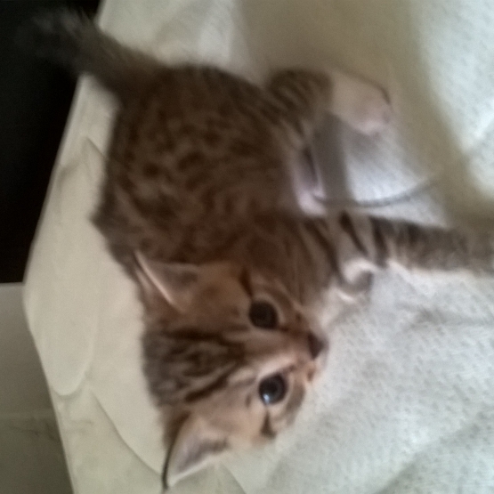 Image pour l'annonce donne chatons âgés de 3 mois contre bons soins