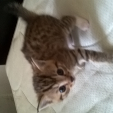Image pour l'annonce donne chatons âgés de 3 mois contre bons soins