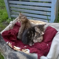 Image pour l'annonce donne chatons âgés de 3 mois contre bons soins