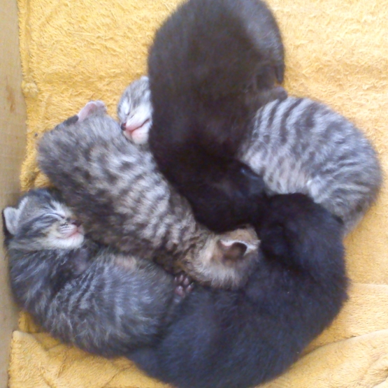 Image pour l'annonce Donne chatons noirs et tigrés