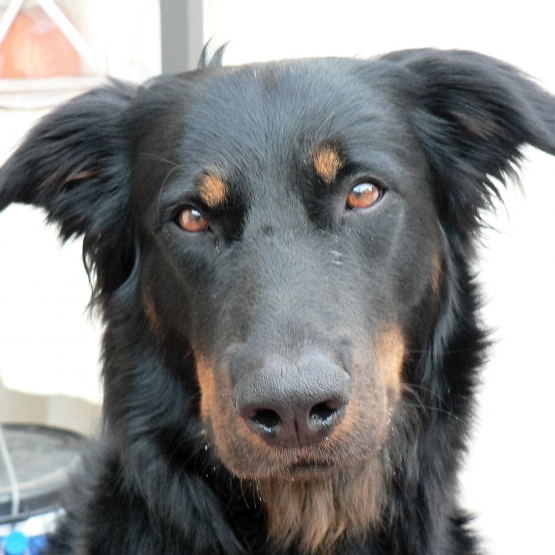 Image pour l'annonce donne beauceron