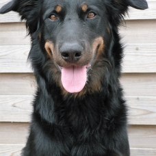 Image pour l'annonce donne beauceron