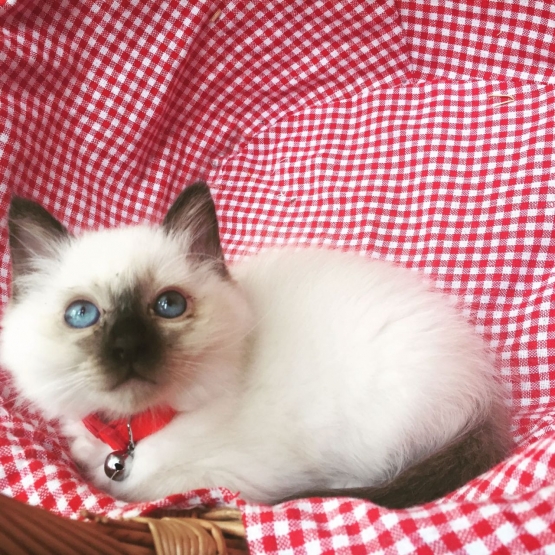 Image pour l'annonce Disponibles dès a present petits chatons sacre birmanie loof.