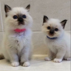 Image pour l'annonce Disponibles dès a present petits chatons sacre birmanie loof.