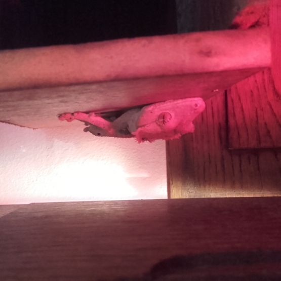 Image pour l'annonce Vend couple geckos